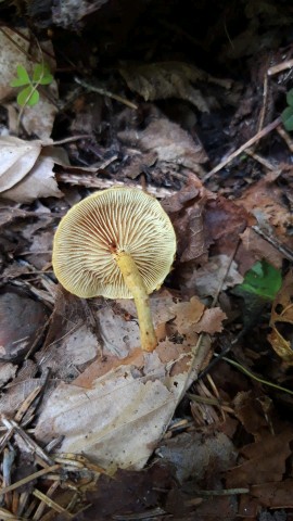 Pholiota tuberculosa