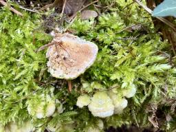 Steccherinum bourdotii