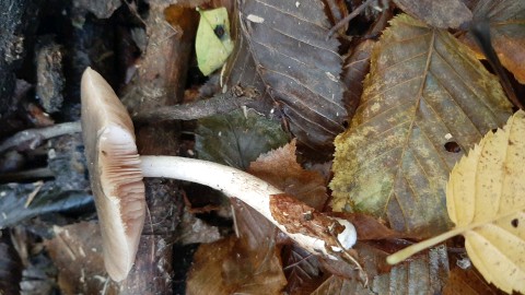 Pluteus cervinus