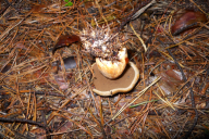 Suillus variegatus