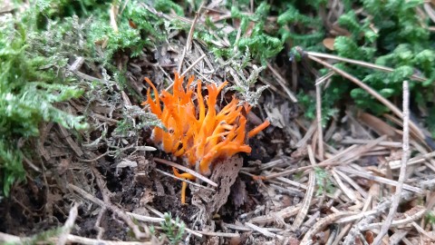 Calocera viscosa