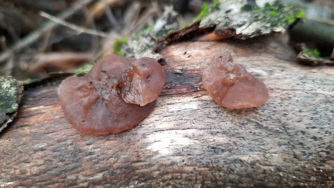 Auricularia auricula-judae