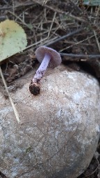 Inocybe geophylla var. lilacina