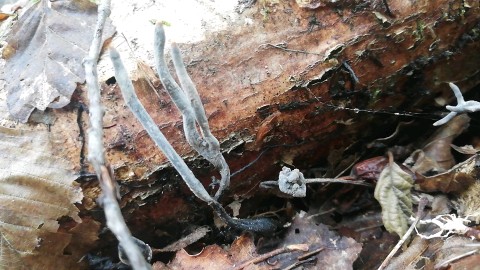 Xylaria longipes