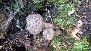 Strobilomyces strobilaceus