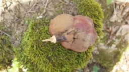 Ganoderma lucidum