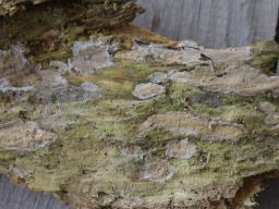 Clavulicium macounii