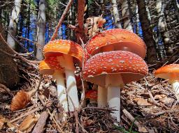 Amanita muscaria