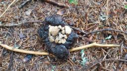 Asterophora lycoperdoides