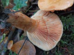 Lactarius salmonicolor