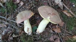 Butyriboletus roseogriseus