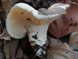 Hygrophorus poetarum