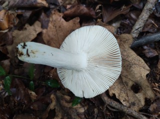 Russula vesca