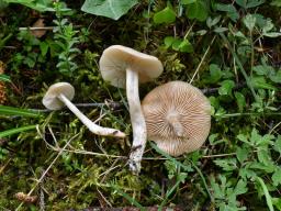 Clitocybe fragrans