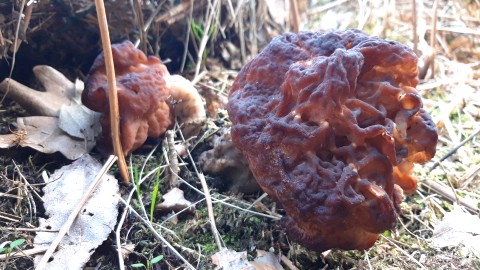 Gyromitra esculenta