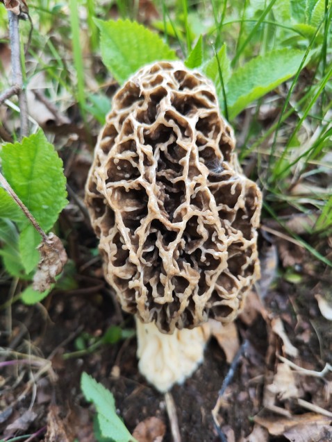 Morchella vulgaris