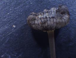 Coprinopsis friesii