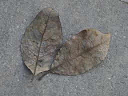 Drepanopeziza salicis