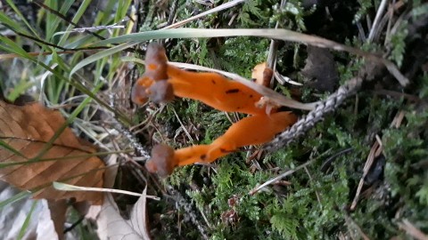 Craterellus lutescens