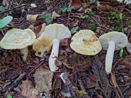 Russula farinipes