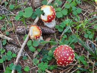 Amanita muscaria