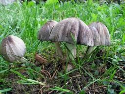 Coprinopsis romagnesiana