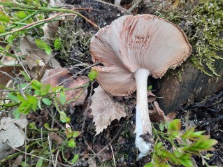 Pluteus cervinus