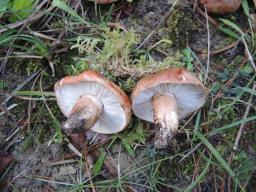 Tricholoma batschii