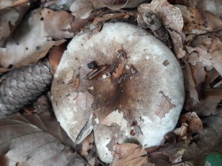 Russula adusta