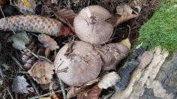 Agaricus sylvaticus