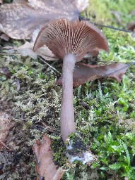Pseudoclitocybe cyathiformis
