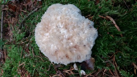 Postia ptychogaster