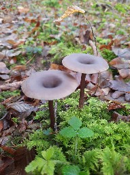 Pseudoclitocybe cyathiformis