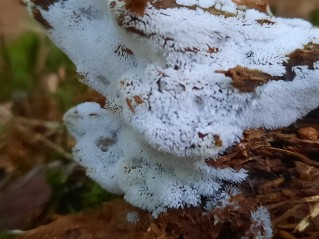 Ceratiomyxa fruticulosa