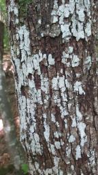 Dendrothele acerina
