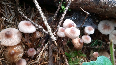 Mycena haematopus