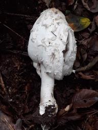 Coprinus comatus