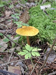 Pluteus leoninus