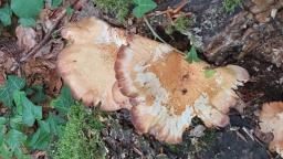 Panus conchatus