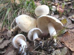 Tricholoma album