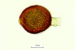 Uromyces tuberculatus