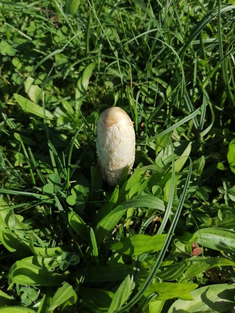 Coprinus comatus