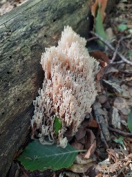 Artomyces pyxidatus