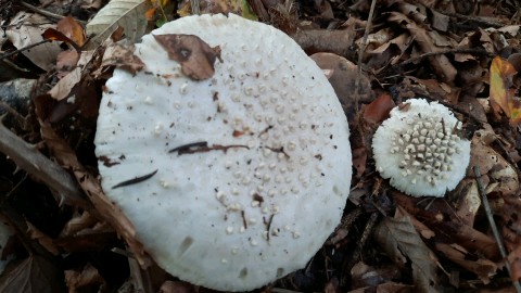 Amanita echinocephala