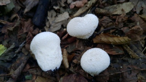 Lycoperdon excipuliforme