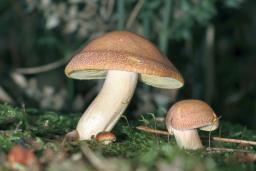 Tricholomopsis ornata