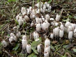 Coprinus comatus