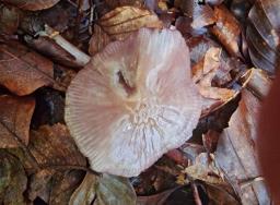 Mycena pelianthina
