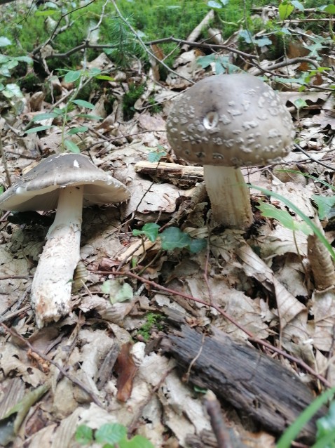 Russula luteotacta