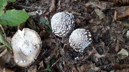 Amanita pantherina